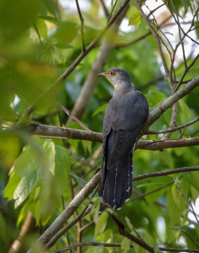 Common cuckoo.common cuckoo is a member of the cuckoo order of birds, Cuculiformes, which includes the roadrunners, the anis and the coucals. This species is a widespread summer migrant to Europe.