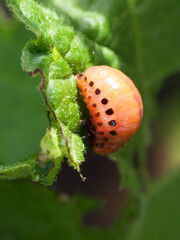 The Colorado potato beetle larva eats a potato leaf.