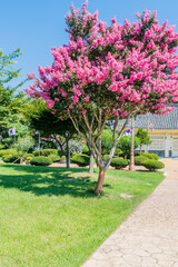 Flowering tree with bright pinkish colored blossoms