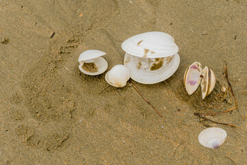Fototapeta na wymiar Opened seashells laying together on sandy ocean beach.