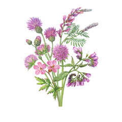 Bouquet with field thistle, sainfoin, comfre, mouse peas pink- vicia cracca, woodland geranium and sweet scabiosa flowers. Watercolor hand drawn painting illustration isolated on white background - obrazy, fototapety, plakaty