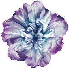 Blue-purple  tulip flower  on white isolated background with clipping path. Closeup. For design. Nature.