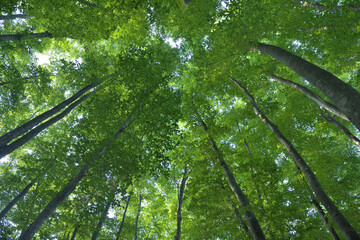 Obraz premium 初夏のブナ林