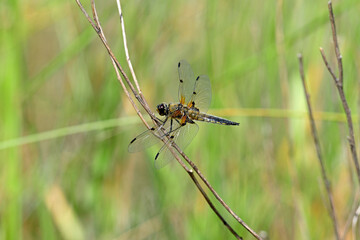 Four-spotted chaser // Vierfleck - Libelle (Libellula quadrimaculata)