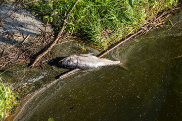 dead rotten fish on shore of polluted lake. ecological disaster and pestilence of silver carp
