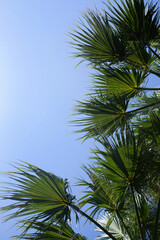 Fototapeta premium palm leaves branches on blue sky background