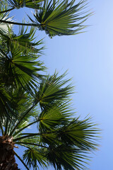 palm leaves branches on blue sky background
