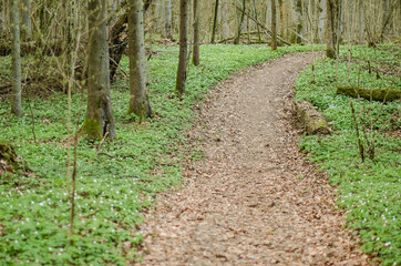 Forest, full of wood anemones in spring day. The path in the middle.