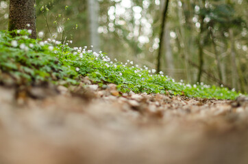 Forest, full of wood anemones in spring day.
