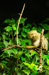 Little monkey with long tail.