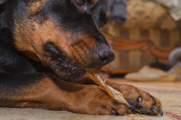 Black dog is lying on carpet and chewing treat. Rottweiler femal