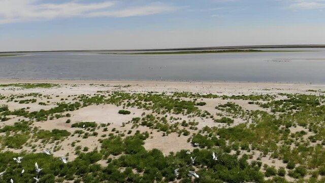 Kalmykia, nature reserve. Waterfowl on the shore of the lake.