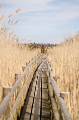 Reed trail in Kanieris lake, Latvia