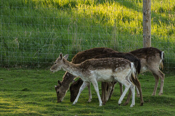 Flock of deers grazing in a meadow.