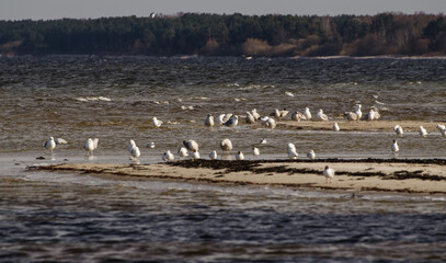 Swans and seagulls on the beach.