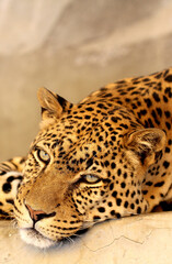 African leopard lying on the ground and staring somewhere. This amazing leopard lives in a zoo.