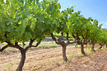 grapevine with green foliage and grape growing  in a field