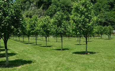 Young apple trees are planted on a plot of land. Green trees in a row in the apple orchard. Lush green grass between rows of apple trees on public park.