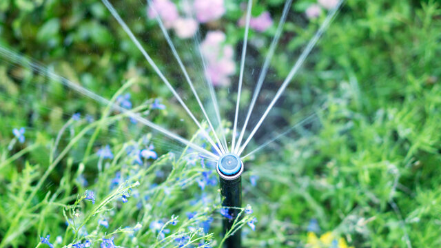 Sprinkler spraying water over grass, blue flowers. Irrigation. Garden watering.
