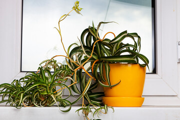 Indoor flower chlorophytum