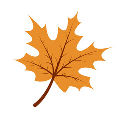 Autumn maple leaf 