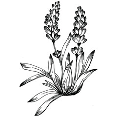 Lavender Isolated sketch illustration. Hand drawn element for wedding herb, plant or monogram with elegant leaves for invitation save the date card design. Botanical rustic trendy greenery.