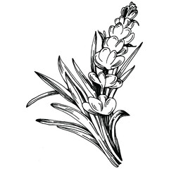 Lavender Isolated sketch illustration. Hand drawn element for wedding herb, plant or monogram with elegant leaves for invitation save the date card design. Botanical rustic trendy greenery.