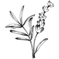 Lavender Isolated sketch illustration. Hand drawn element for wedding herb, plant or monogram with elegant leaves for invitation save the date card design. Botanical rustic trendy greenery.