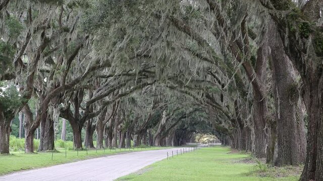 Spanish moss on oaks - Savannah, Georgia