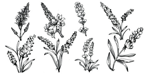 Lavender Isolated sketch illustration. Hand drawn element for wedding herb, plant or monogram with elegant leaves for invitation save the date card design. Botanical rustic trendy greenery.