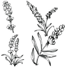 Lavender Isolated sketch illustration. Hand drawn element for wedding herb, plant or monogram with elegant leaves for invitation save the date card design. Botanical rustic trendy greenery.