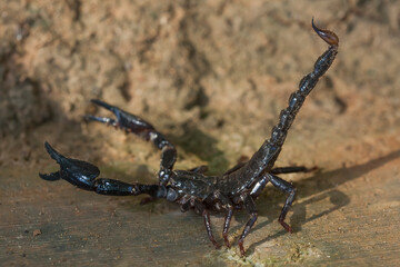 Dangerous Black Scorpion 