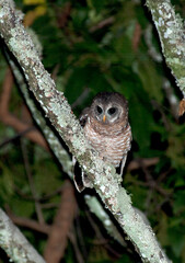African Wood-Owl, Strix woodfordii