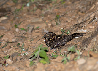Rwenzori Nightjar, Caprimulgus ruwenzorii