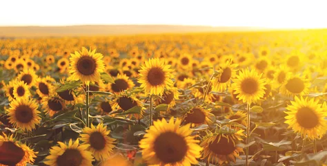 Poster Im Rahmen Sunflower agricultural field looks beautiful at sunset © Taras Rudenko