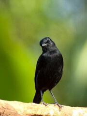 Sooty Chat, Myrmecocichla nigra