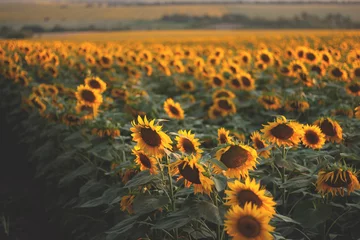 Rolgordijnen Sunflower agricultural field looks beautiful at sunset © Taras Rudenko
