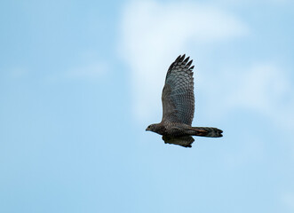 Black-chested Snake-Eagle, Circaetus pectoralis