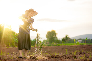 Women watering the plants on sunset background, Asian people in graden and holding watering tank, sun rays on sky and rice field background, organic farm agriculture in countryside or rural