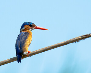  Malachite Kingfisher, Alcedo cristata