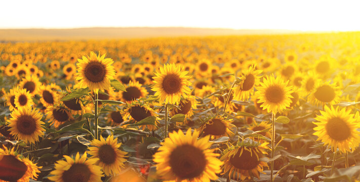 Sunflower agricultural field looks beautiful at sunset