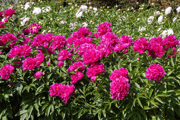 Pink and white Peony flowers with beautiful green leaves bloom in summer in the garden