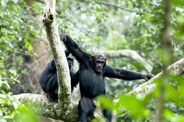 Chimpanzee, Pan troglodytes