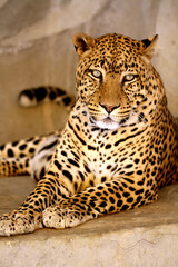 African leopard is lying on the ground, staring at the zookeeper camera.