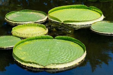 Big leaves of giant water lily on a pond in summer.