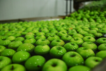 Green apples in focus. Production of organic apples in a factory for the production and...