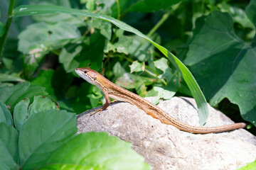 Lizard sunbathing on a rock in summer.