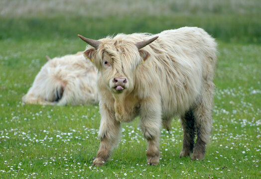 Highland cattle near Trumpan on Vaternish peninsula, Isle of Skye, Inner Hebrides, Scotland