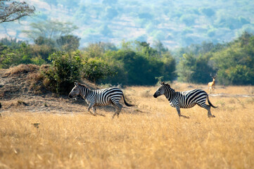 Fototapeta na wymiar Burchell's Zebra, Equus quagga burchellii