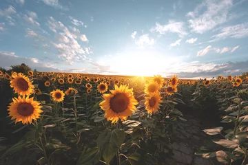 Schilderijen op glas Sunflower agricultural field looks beautiful at sunset © Taras Rudenko